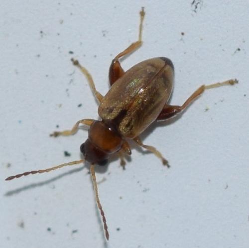 Réf. 278 861 : Longitarsus sp.